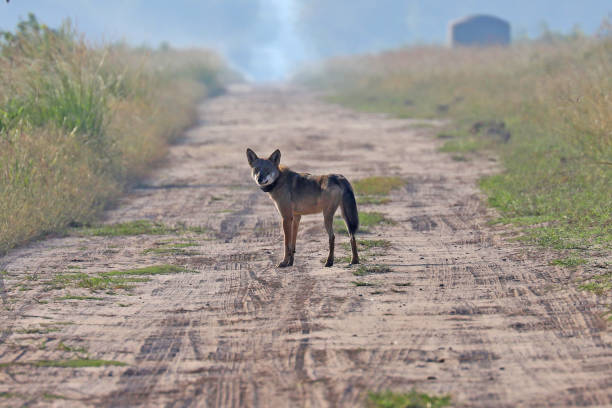 istock Wild red wolf at Alligator River Natoinal Wildlife Refuge NC 1217418565