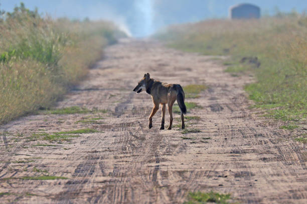 istock Wild red wolf at Alligator River Natoinal Wildlife Refuge NC 1217418566