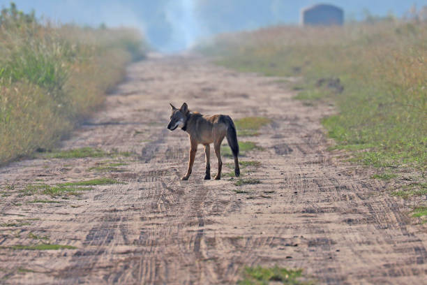 istock Wild red wolf at Alligator River Natoinal Wildlife Refuge NC 1217418568