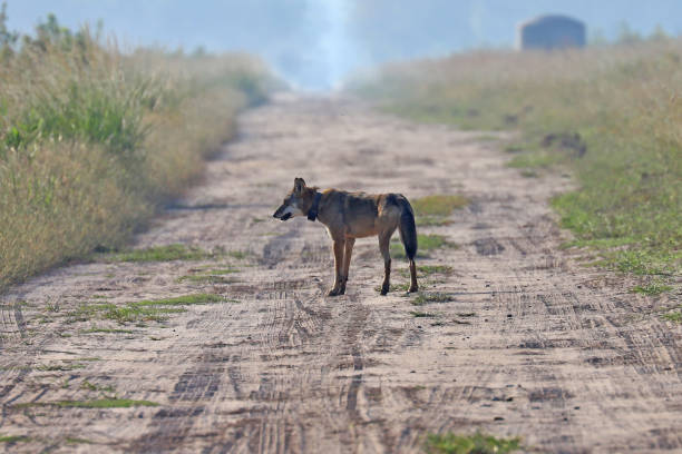 istock Wild red wolf at Alligator River Natoinal Wildlife Refuge NC 1217418570