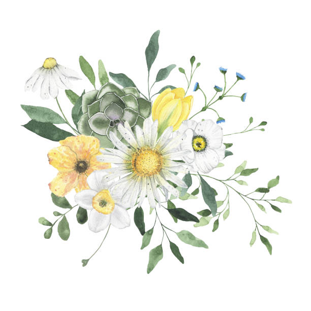 illustrations, cliparts, dessins animés et icônes de bouquet floral d’été d’aquarelle avec des fleurs de narcisse de marguerite - daffodil bouquet isolated on white petal