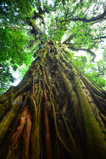 View up tall tree trunk that is home to a myriad types of different epiphytic plants, including moss, ferns, lichens, bromeliads and vines. Photo taken in Costa Rica's Monteverde Cloud Forest. Nikon D750 with Venus Laowa 15mm macro lens.