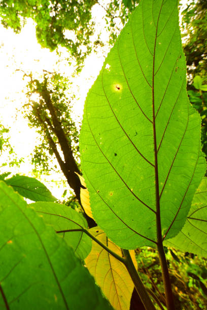 istock Close-up of backlit new leaf growth with alternating leaf veins 1217421495