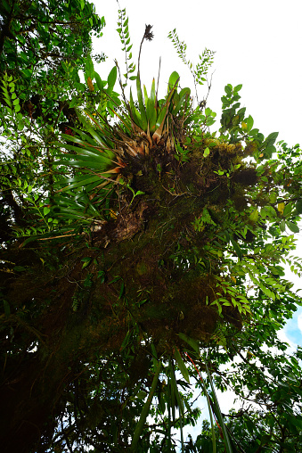 Mass of epiphytic growth with bromeliads, orchids and moss, growing on a branch high in rainforest tree canopy. Photo taken in the Monteverde Cloud Forest in Costa Rica. Nikon D750 with Venus Laowa 15mm macro lens.