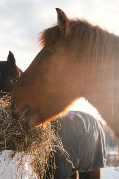 istock Horse in winter climate 1217421596