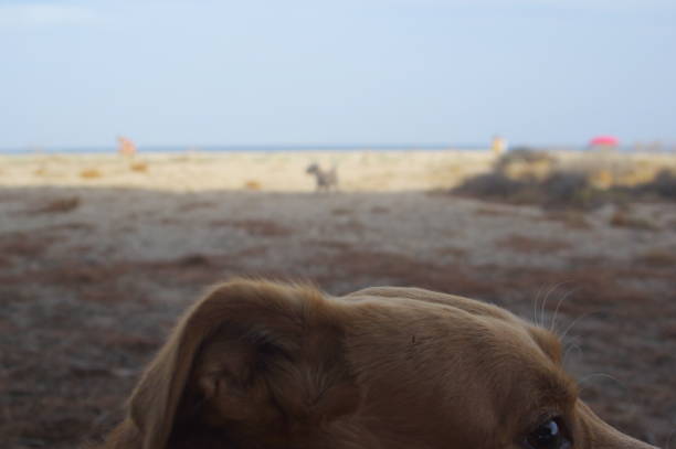 istock Dog on the beach, Sardinia, Italy. 1217421890