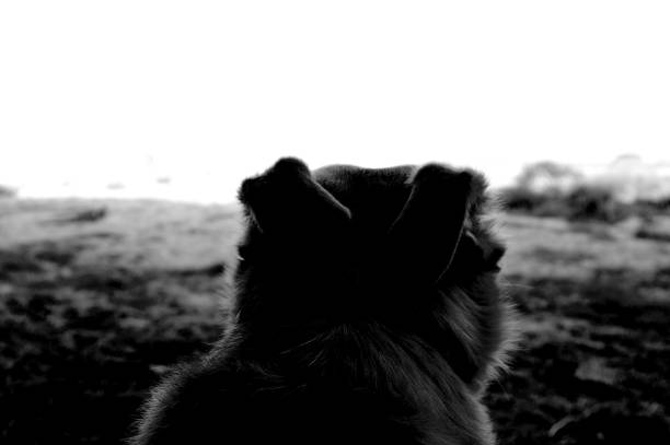 istock Dog on the beach, Sardinia, Italy. 1217421902