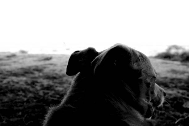 istock Dog on the beach, Sardinia, Italy. 1217421913