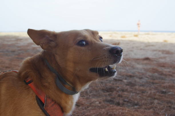 istock Dog on the beach, Sardinia, Italy. 1217421959