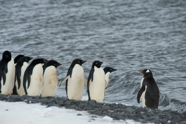 cute funny gentoo penguins running on snow to the camera, curious birds in Antarctica, enthusiasm concept