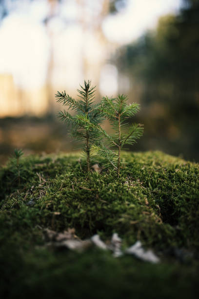 istock Young spruce tree on the old stump covered by moss. Seedling forest is growing in good conditions. 1217422407