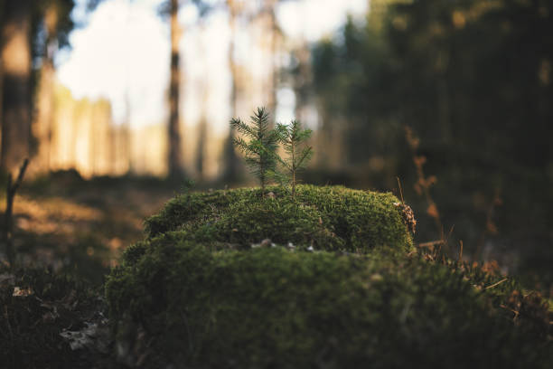 istock Young spruce tree on the old stump covered by moss. Seedling forest is growing in good conditions. 1217423391