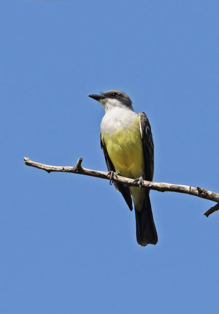 istock Snowy-throated Kingbird 1217424402