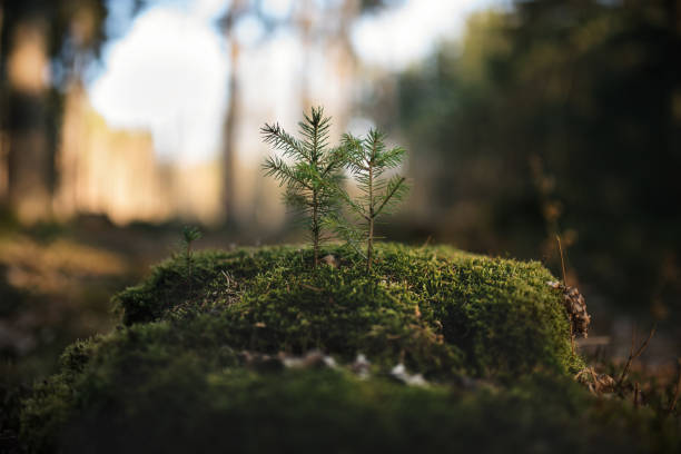 young spruce tree on the old stump covered by moss. seedling forest is growing in good conditions. - silviculture imagens e fotografias de stock