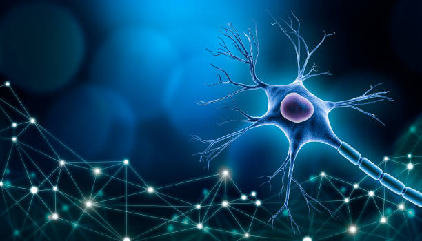 istock Neuron cell body with nucleus design, 3D rendering illustration with copy space and blue background. with plexus lines network. Neuroscience, neurology, biology, psychology, medicine, microbiology, scientific research graphic concepts. 1217424947