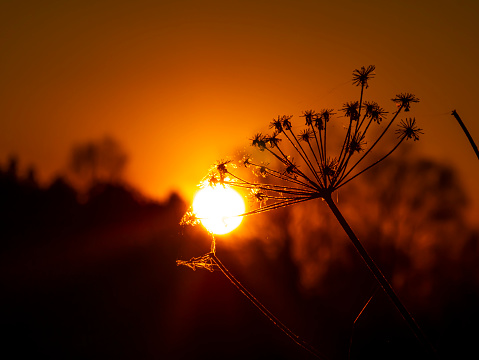 Field plants against the backdrop of a sunny sunset on the horizon. Natural landscape. Background image.