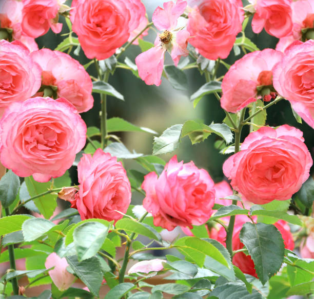 istock Roses in the garden 1217426089