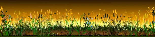 Vector illustration of Meadow with flowers. Before sunrise. Flowering grass. Grassy landscape. Vector background. Horizontal view. Spring Summer Forbs. Nightly morning paysage. Plants, Herbs. Bright beautiful scenery.