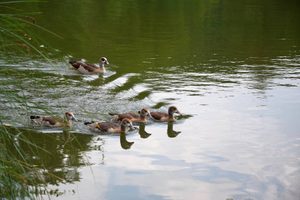 istock Feeding a duck and ducklings on a pond in Europe 1217426695