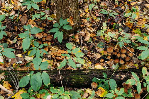 Forest walks in search of mushrooms