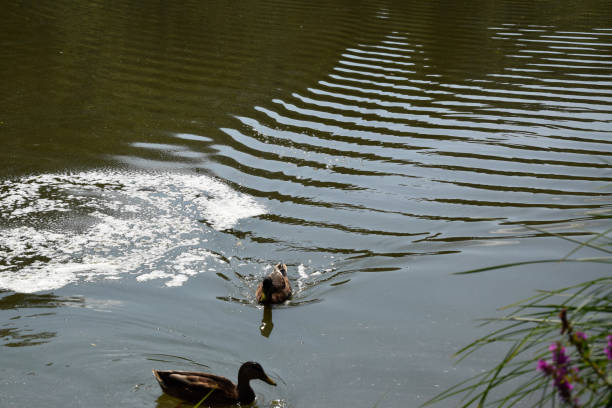 Taking a walk in the nature of Germany and stopping near a small lake to feed duck and her ducklings