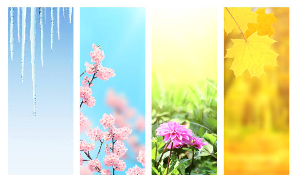 istock Four seasons of year 1217429234
