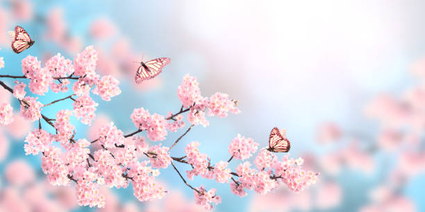 istock Horizontal spring banner with sakura flowers and three butterflies 1217429395