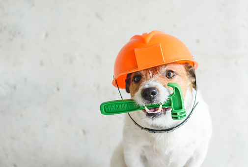 Hágase usted mismo (DIY) concepto de renovación del hogar con perro en hardhat sosteniendo hummer en la boca contra la pared de hormigón photo