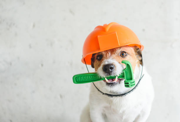 Do it yourself (DIY) home renovation  concept with dog in hardhat holding hummer in mouth against concrete wall Jack Russell Terrier dog posing at renovation site home addition photos stock pictures, royalty-free photos & images