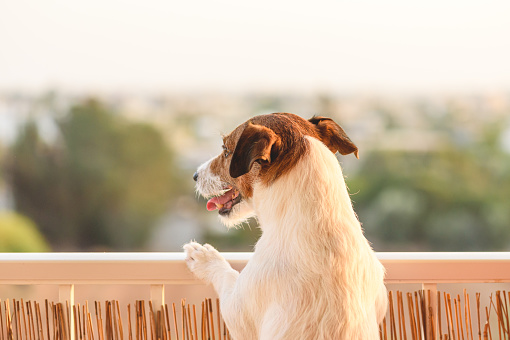 Jack Russell Terrier dog from behind at balcony