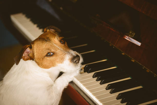 resta a casa - impara il nuovo concetto di abilità con l'addestramento dei cani per suonare musica al pianoforte - animals and pets arts and entertainment music foto e immagini stock