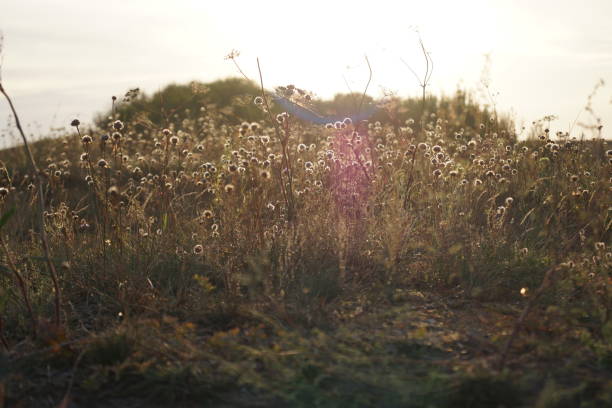 istock Sun over the Flowers 1217430869