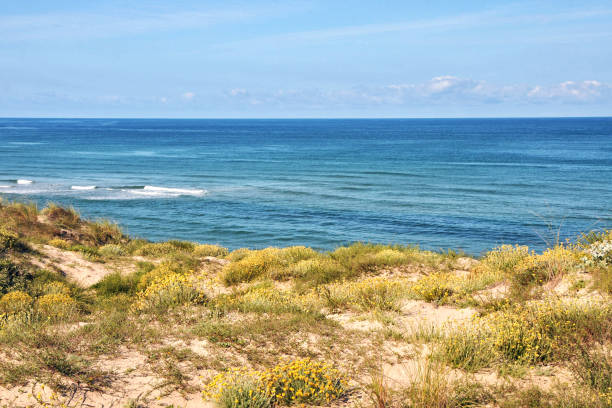 Landscape in Gironde, view on Atlantic ocean