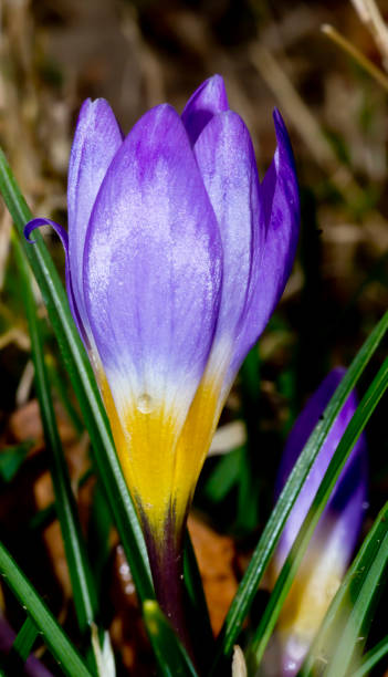 istock Purple crocus flower in garden 1217431201
