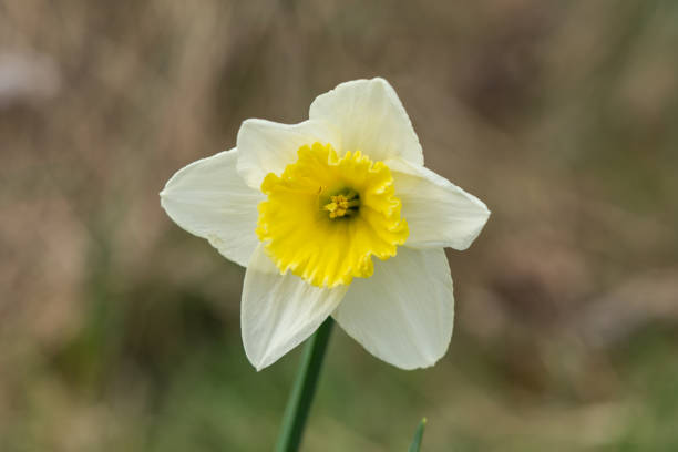istock Daffodil Flower in Bloom in Springtime 1217431226