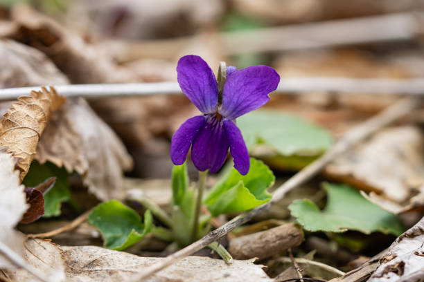 istock Violet Flower in Bloom in Springtime 1217431310