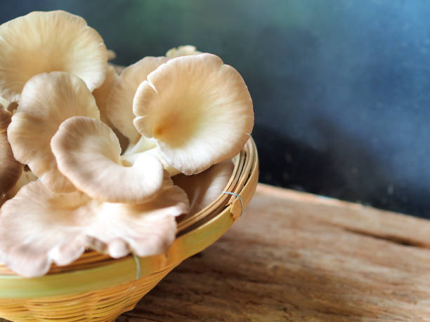 istock Indian oyster or lung oyster mushroom 1217431386