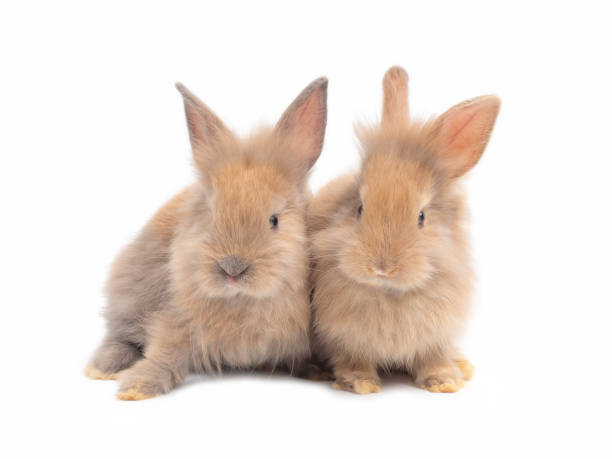 istock Two baby brown rabbit sitting isolated on white background. 1217433442