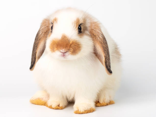 istock White cute young rabbit on white background. Lovely action of young rabbit. 1217433572