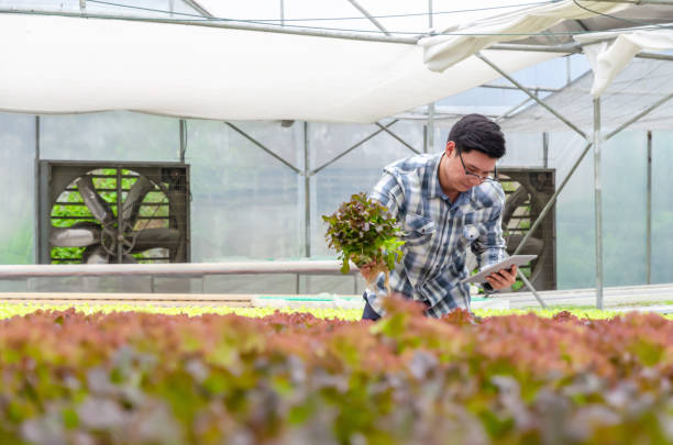 istock farmer using mobile smart tablet and checking fresh red oak lettuce salad, organic hydroponic vegetable in greenhouse garden nursery farm, agriculture business, hydroponic and smart farming concept 1217434173