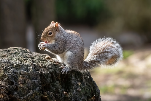 Gray Squirrel in Central Park New York City, USA