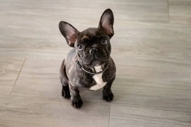Small white and striped french bulldog puppy