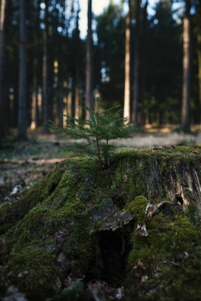 istock Young spruce (Picea abies) tree on the old stump covered by moss. Seedling forest is growing in good conditions. 1217436995