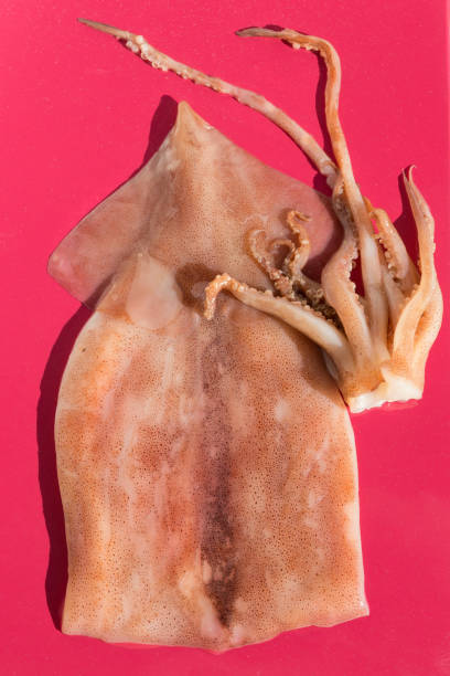 istock Fresh raw squid on a bright red background under the sun 1217437202