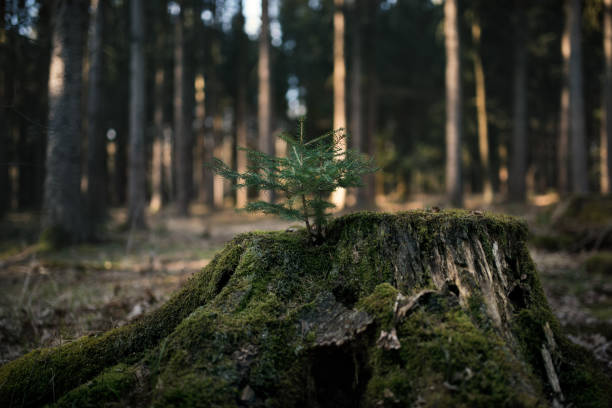 istock Young spruce (Picea abies) tree on the old stump covered by moss. Seedling forest is growing in good conditions. 1217438384