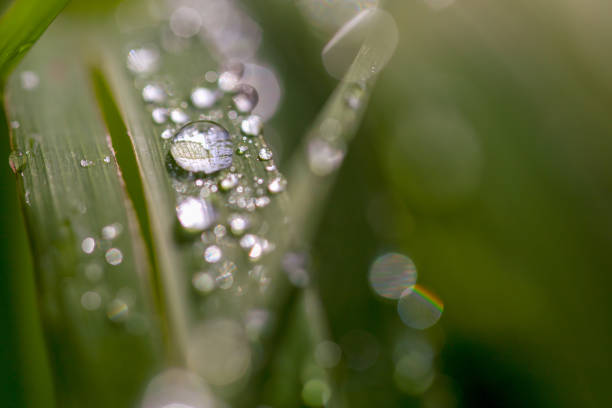 istock Blades of grass covered in dew drops 1217438677