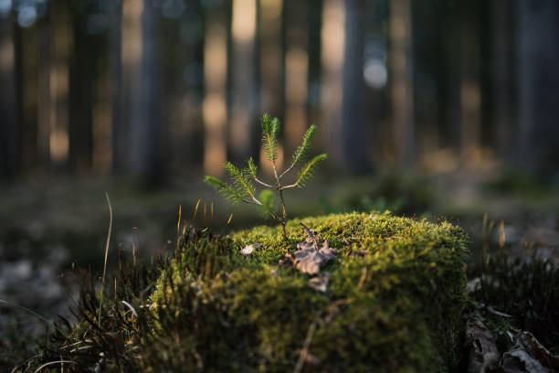istock Young spruce (Picea abies) tree on the old stump covered by moss. Seedling forest is growing in good conditions. 1217438718