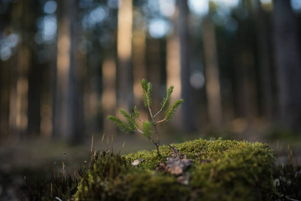 istock Young spruce (Picea abies) tree on the old stump covered by moss. Seedling forest is growing in good conditions. 1217439049