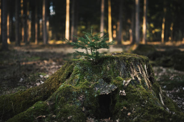 istock Young spruce (Picea abies) tree on the old stump covered by moss. Seedling forest is growing in good conditions. 1217439408