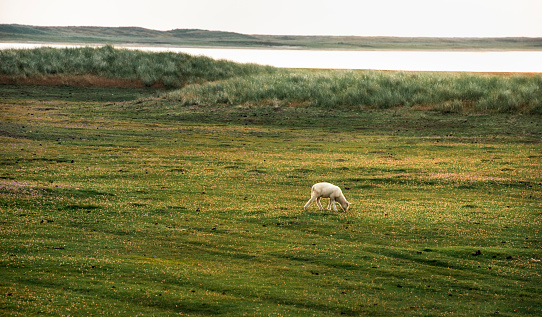 Lamb grazing on green pasture, in the morning, on nature reserve, at North Sea shores. Countryside landscape on Sylt island, Germany.